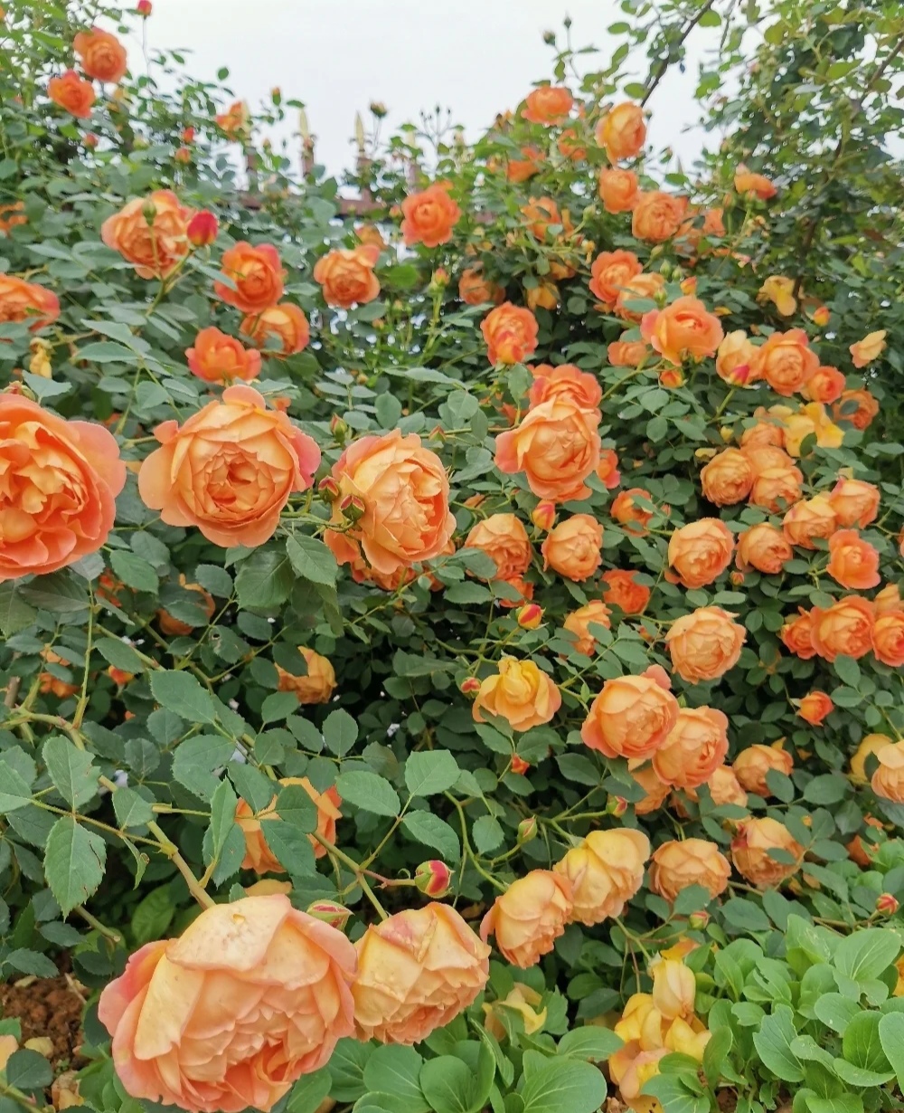 光照不足也能猛开花的藤本月季,抗病好养勤花的藤本月季品种