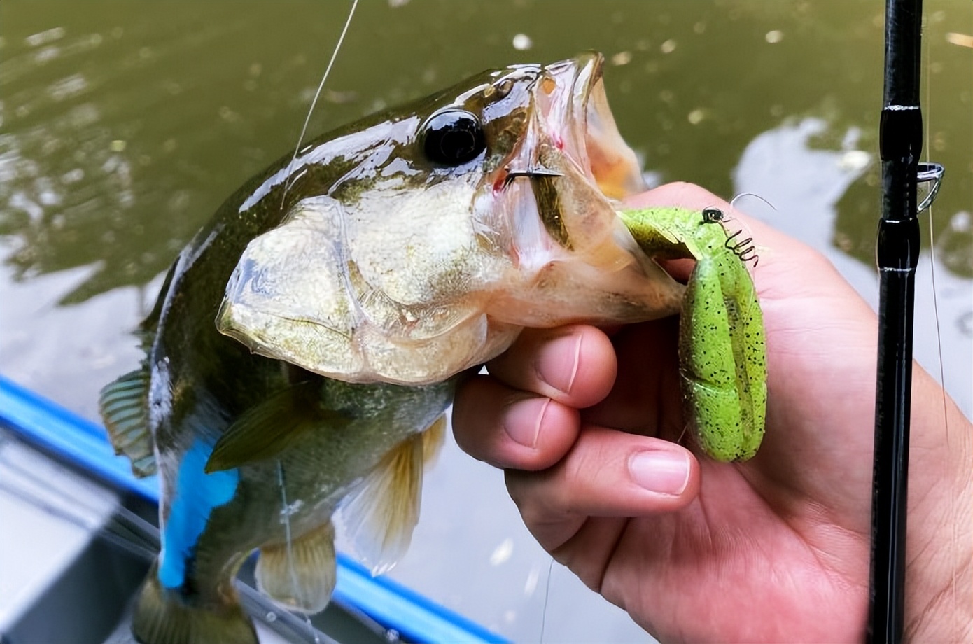 路亚竿天花板级别的竿子盘点,新手最值得玩的路亚竿50块以内