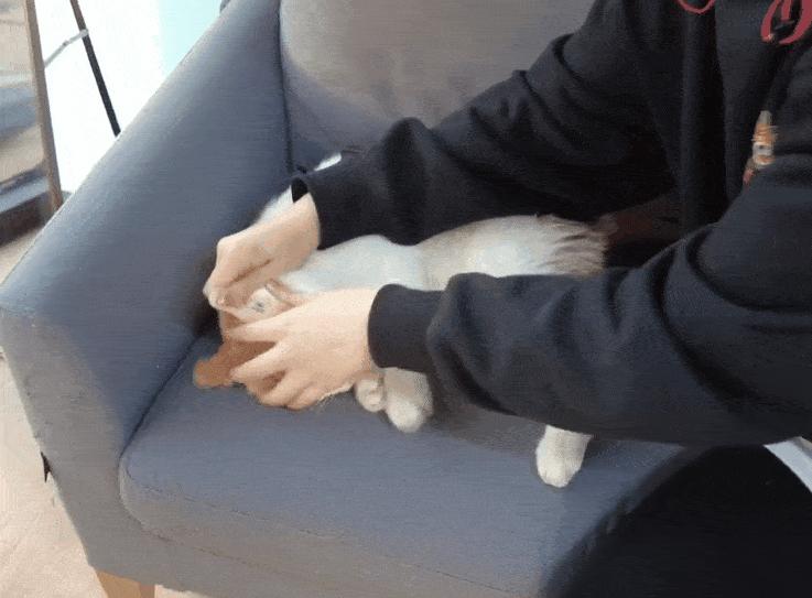 猫咪洗澡耳朵进水了怎么办,猫咪在宠物店洗澡做出的应激反应