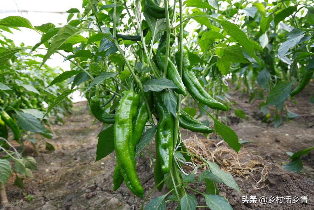 叶面肥用什么醋最好,叶面肥醋果树