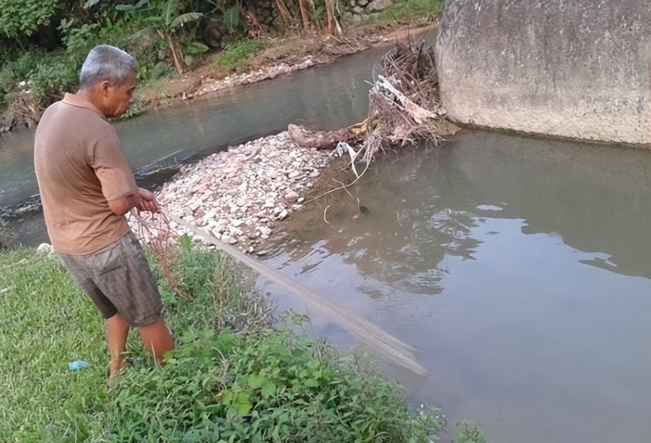 两块一斤没人要！老人路边卖非洲鲫鱼，路人：猫都不吃