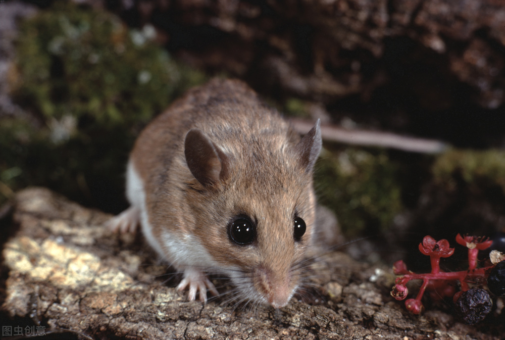 学校灭鼠怎样达到高效的灭鼠效果,专业灭鼠公司一般灭鼠都用啥方法