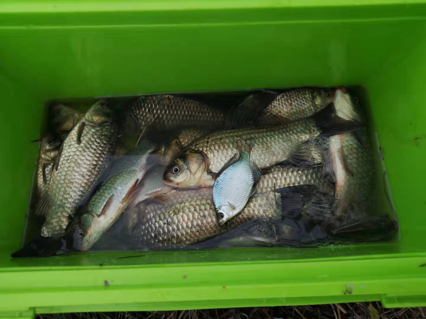 冬季钓鲫鱼选浮漂怎么调漂,矶竿滑漂冬天钓鲫鱼怎么选择浮漂