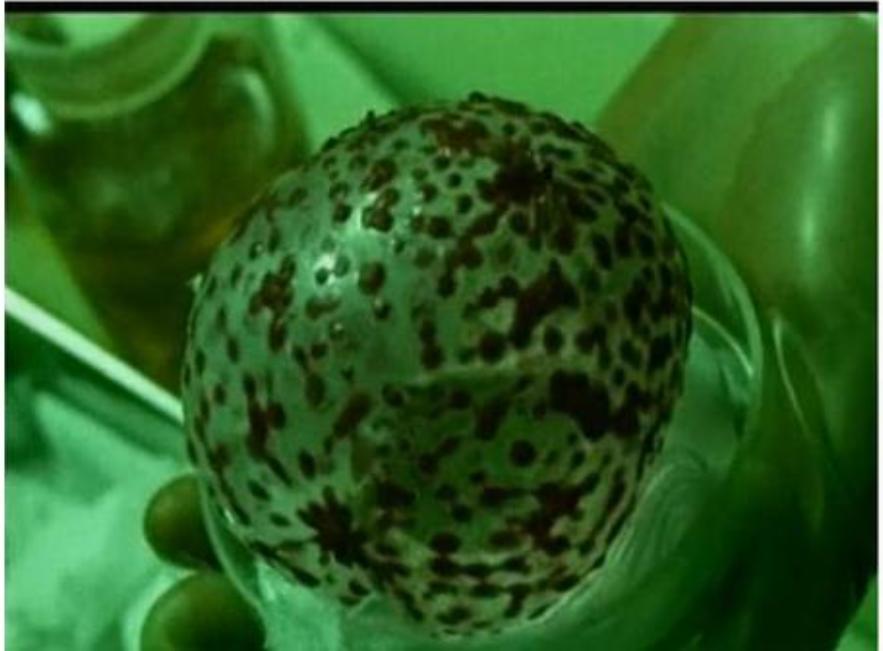 赛文奥特曼和赛文,赛文奥特曼与奥特赛文