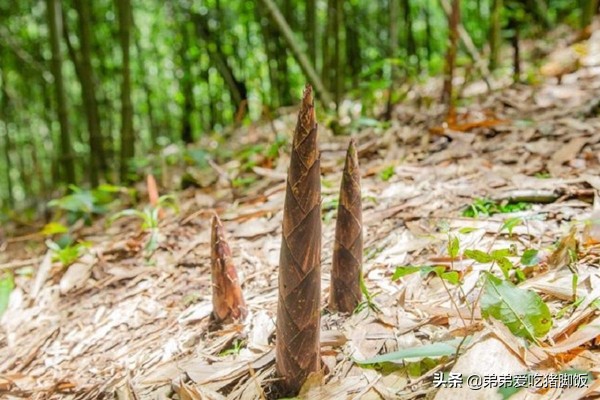 南川什么地方产方竹笋,南川方竹笋的烹饪方法
