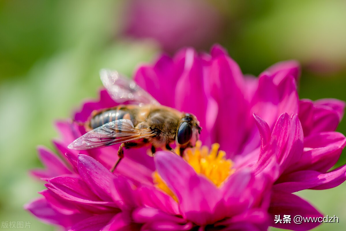 蜜蜂为什么要酿造蜂蜜,哪种蜜蜂酿造的蜂蜜好吃