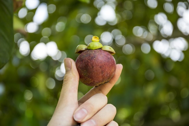 中国山竹水果种植,山竹贵又费手的水果