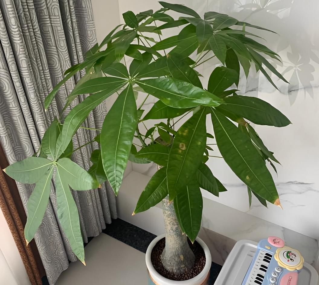 老人说门前有三树富贵绕道行,老话说门前不放三物院内不栽三树