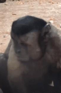 鏂硅劯鐚村瓙妯′豢浜虹殑琛ㄦ儏,鎾炶劯鏂硅劯鐚村瓙鐨勫コ缃戠孩