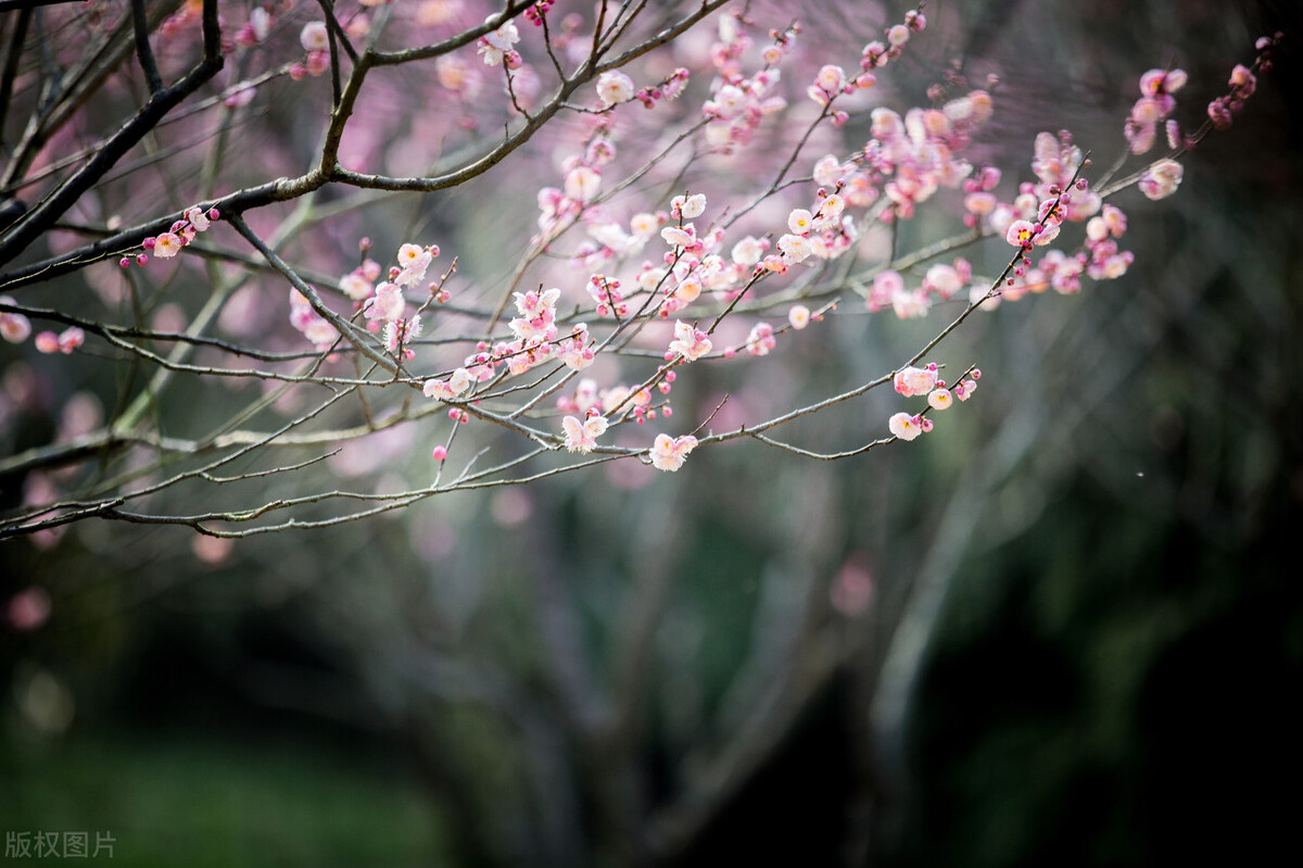糖瓜粘,忆小年,愿日子常新,岁月如意,新年所许,四季与你