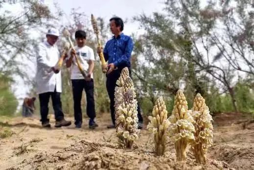 草际风来作药香寻找中国好营养