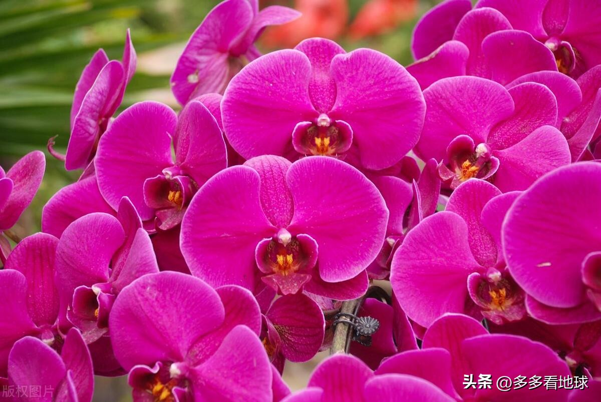 鎺㈣浜氭床鑺遍兘鏄嗘槑鏂楀崡椴滆姳灏忛晣,椴滆姳灏忛晣涔嬫梾