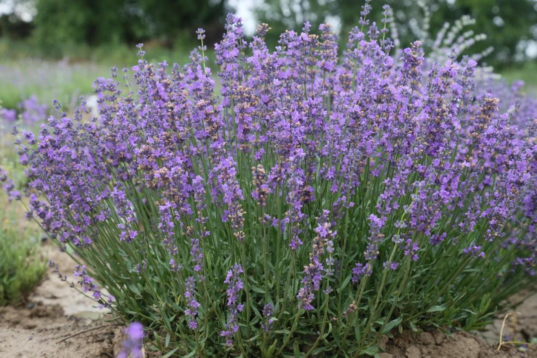 北京有顺利越夏的薰衣草了，它的“祖先”曾遨游太空18天