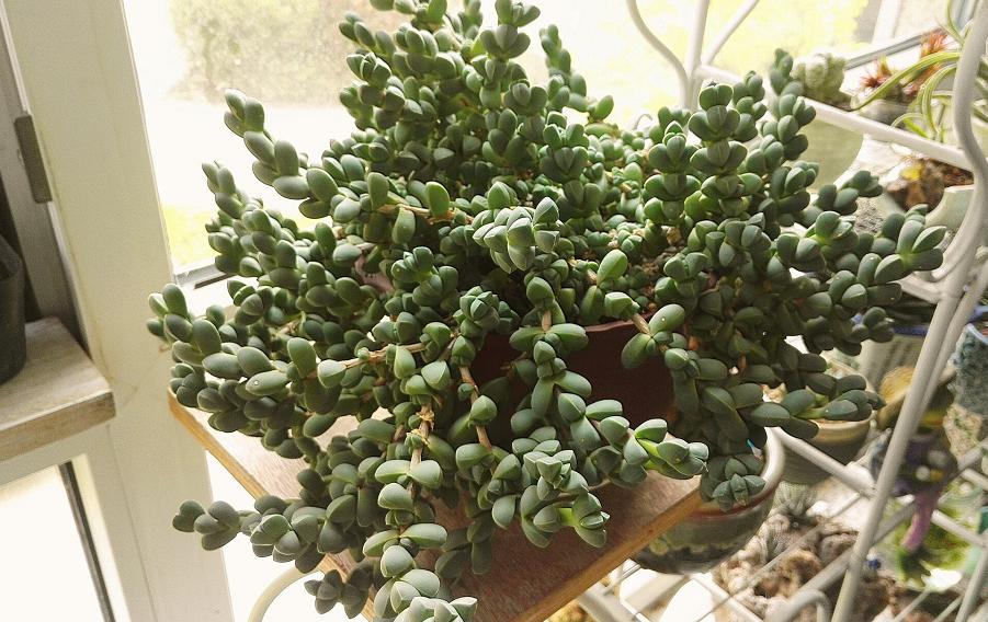 鹿角海棠怎么养成直立桩,鹿角海棠怎么快速养老桩