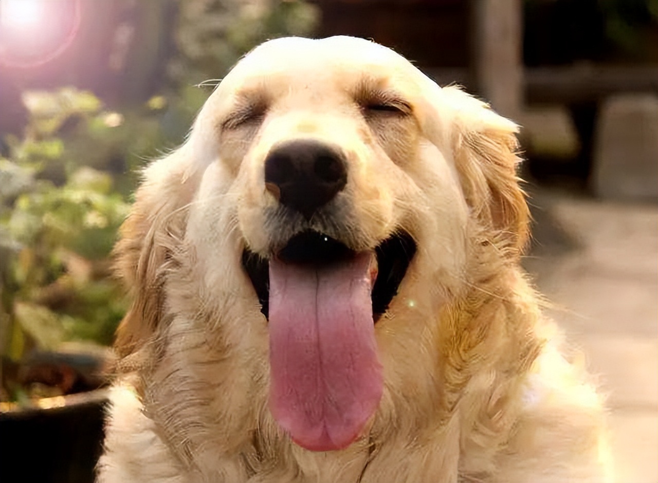 狗狗智商排行榜第一名是谁的,狗狗的智商排行前十