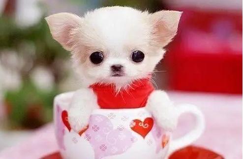 茶杯犬价格歧视,茶杯犬一般都是多少钱一只