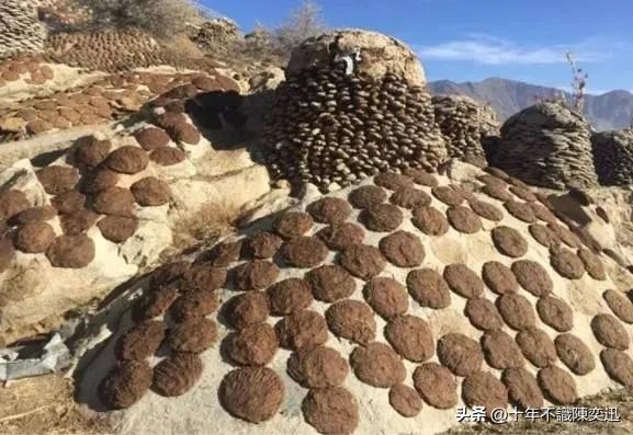 印度最好吃的牛粪饼,牛屎饼印度