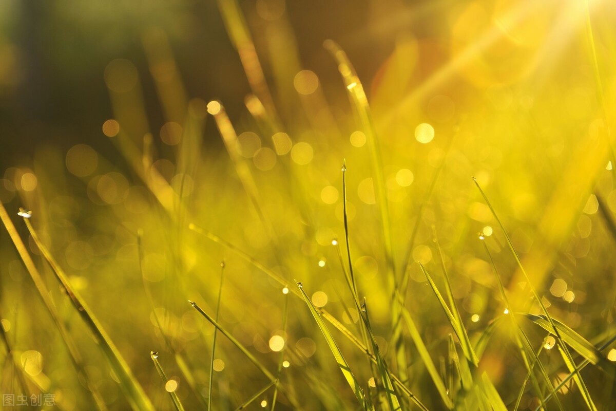 怎样才能养好斑马鱼,如何把斑马鱼和孔雀鱼养好