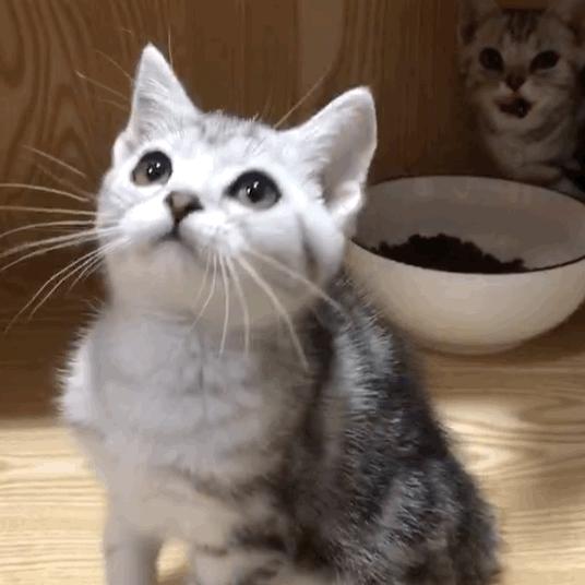 猫最好养哪种猫,养猫首选这5种猫不仅忠诚还好养