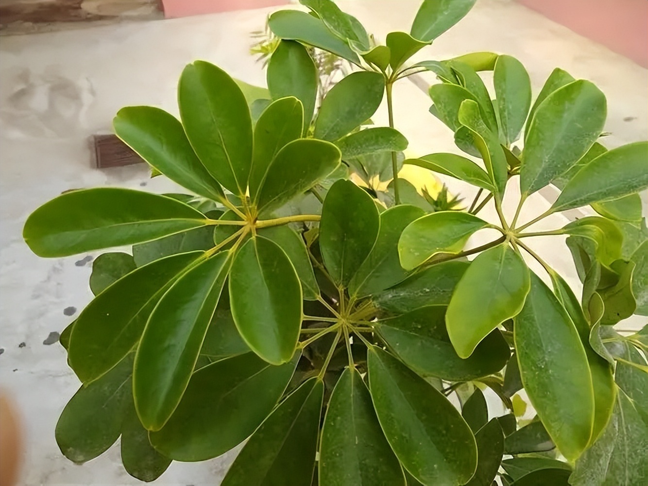 客厅最旺财的4种树,客厅种什么绿植最佳风水好