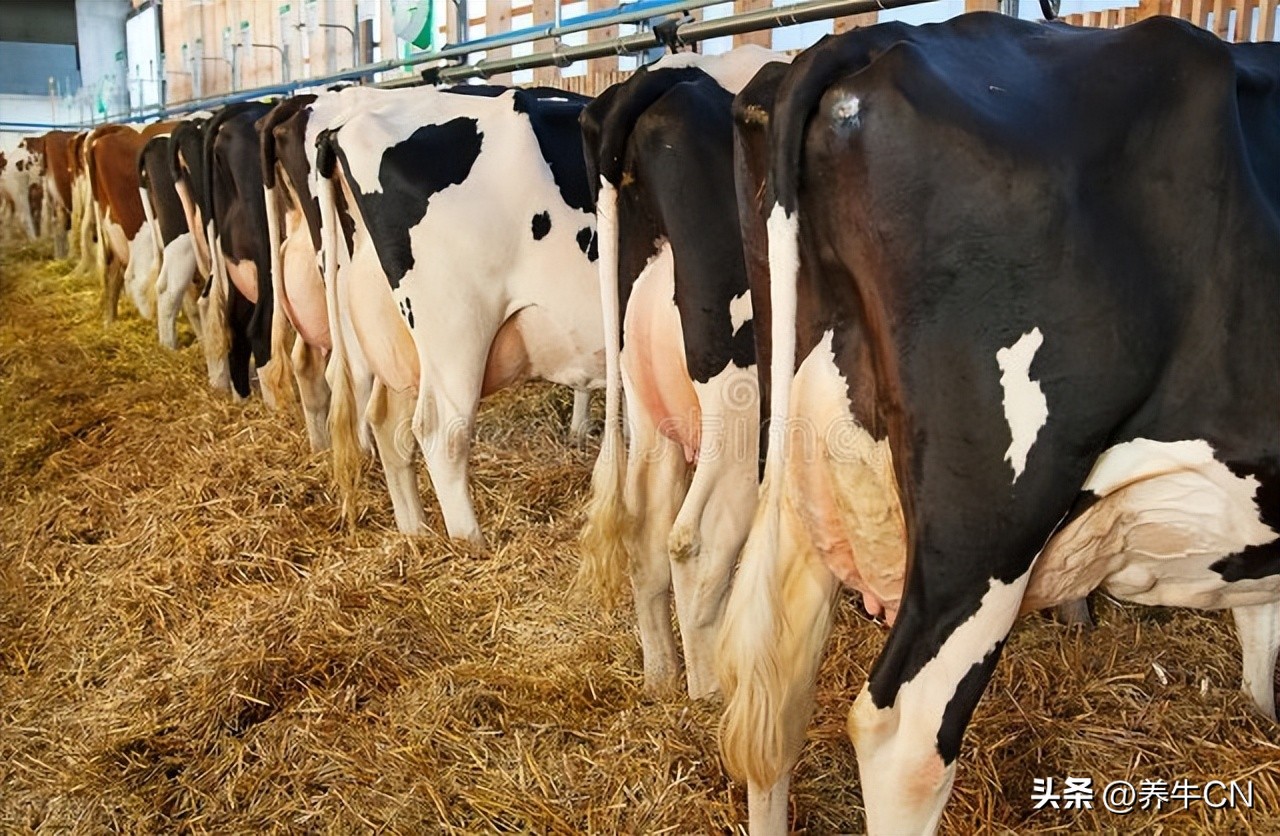配种技术能不能缩短时间,提高受孕率的讲究
