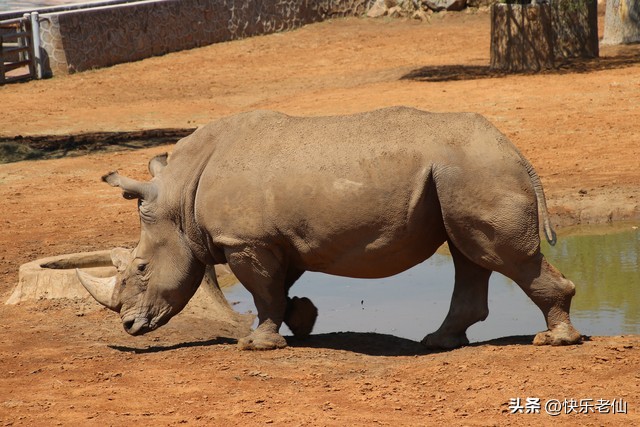 沈阳森林动物园缆车,自驾沈阳森林动物园