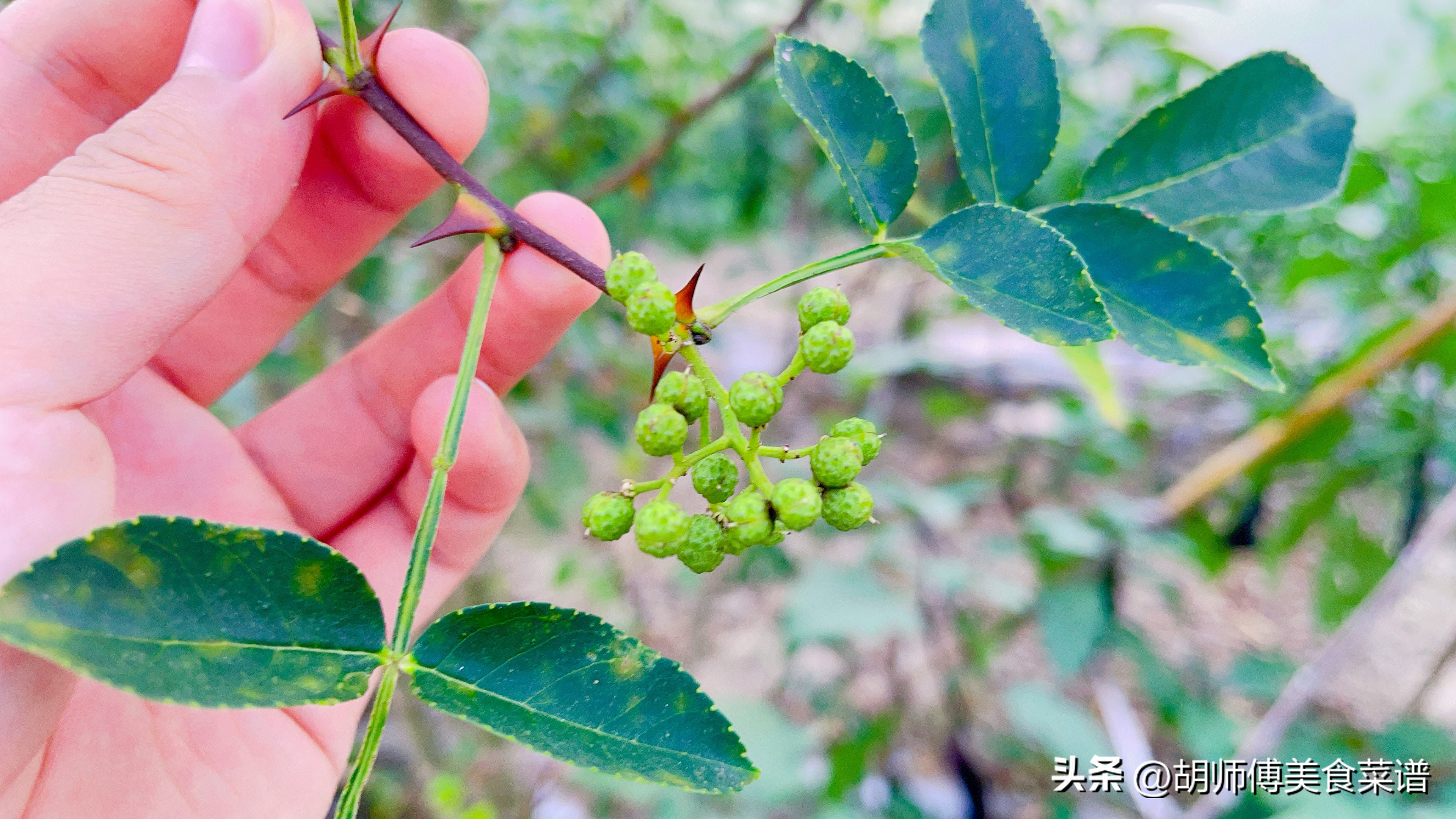 夏天看到这菜千万不要手软,夏天看到这种菜别手软清凉解暑