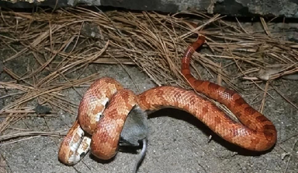 “蛇灭门”到底有多神奇？揭秘老人口中的杀蛇神器！