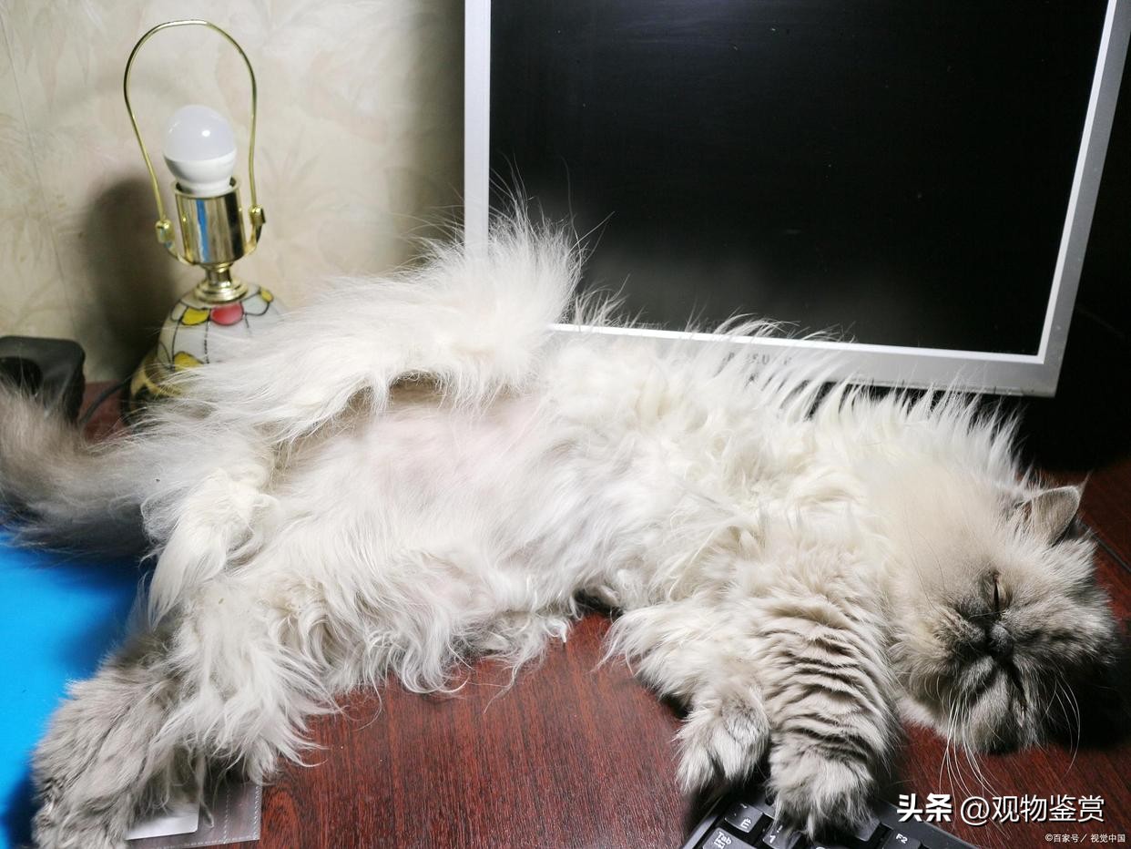 长毛猫毛打结硬块怎么处理,猫毛打结成硬疙瘩怎么处理掉