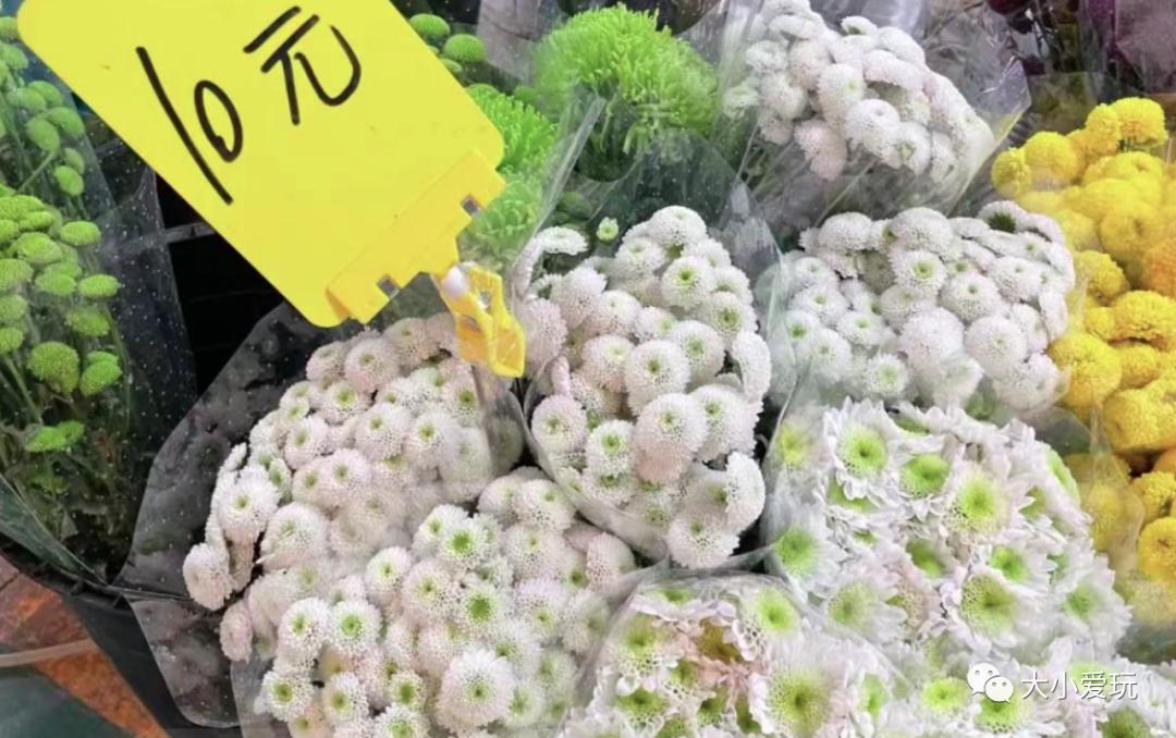 北京最美的花鸟市场,北京值得逛的花鸟市场