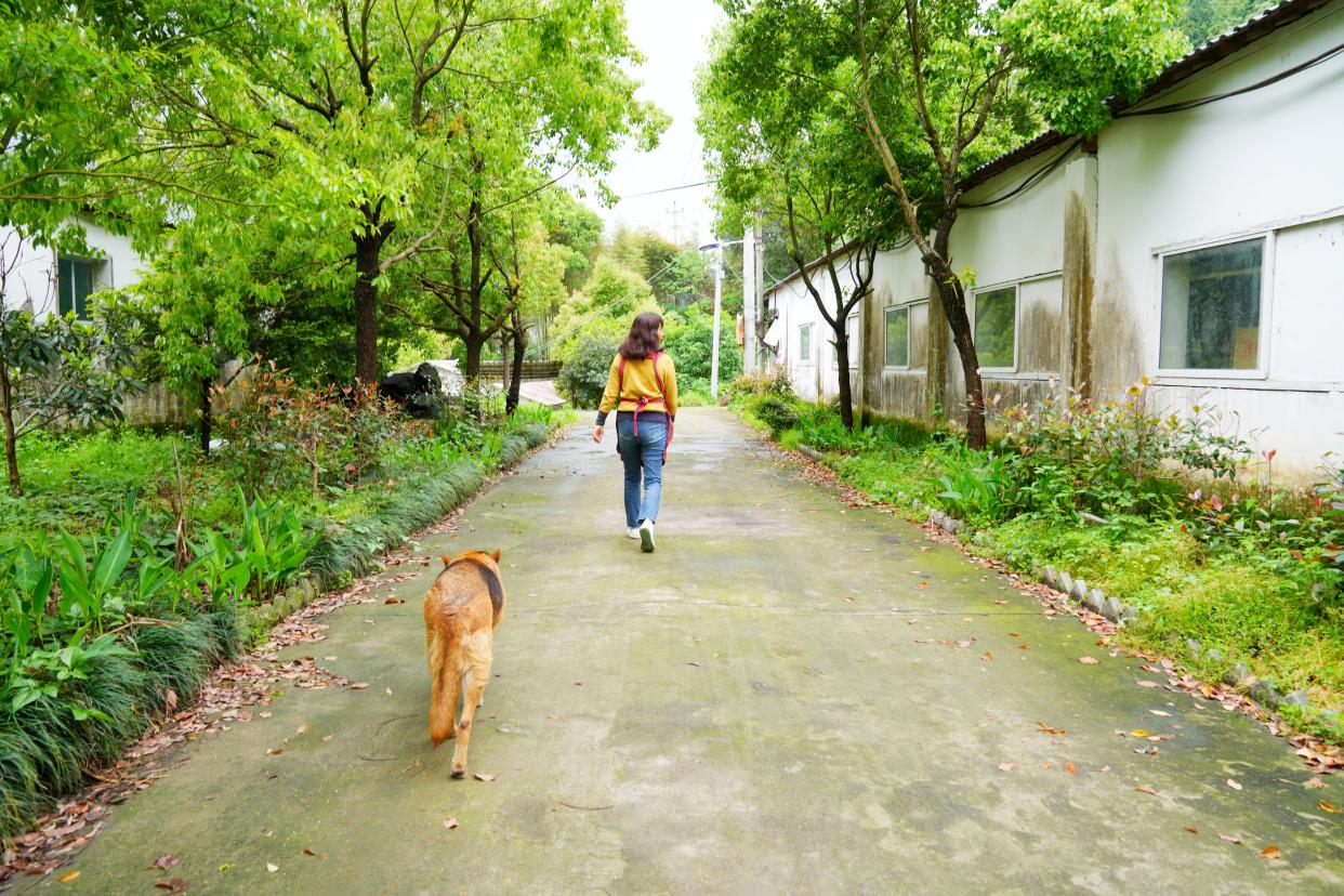建德刀笃菜,倒笃菜是建德非遗吗