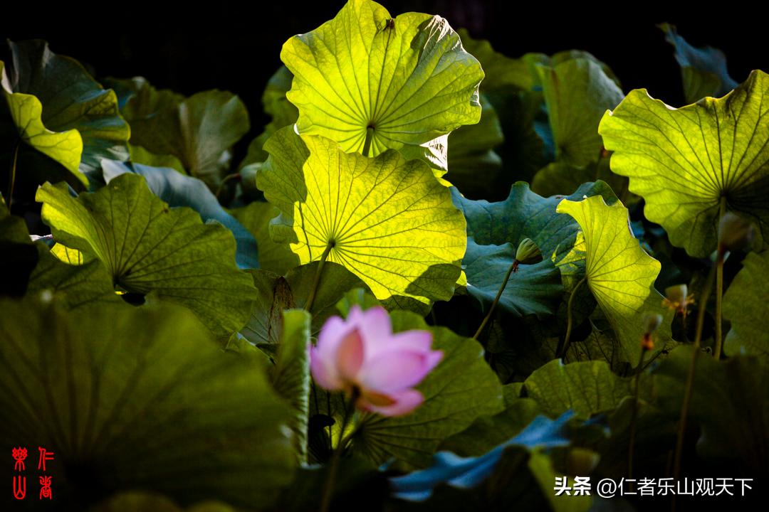 最后的摇曳——只为那绳命的回晃