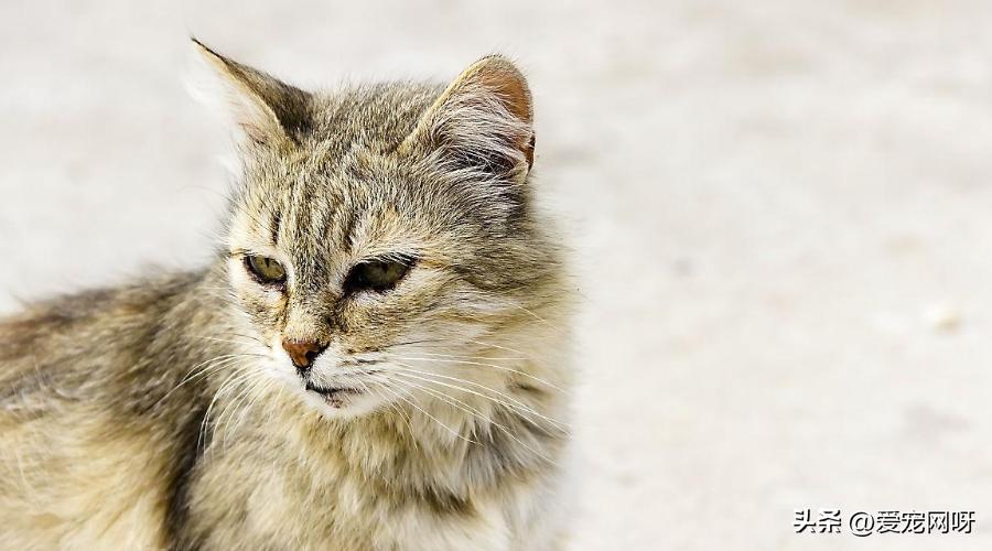 母猫产前知识,母猫分娩前的征兆