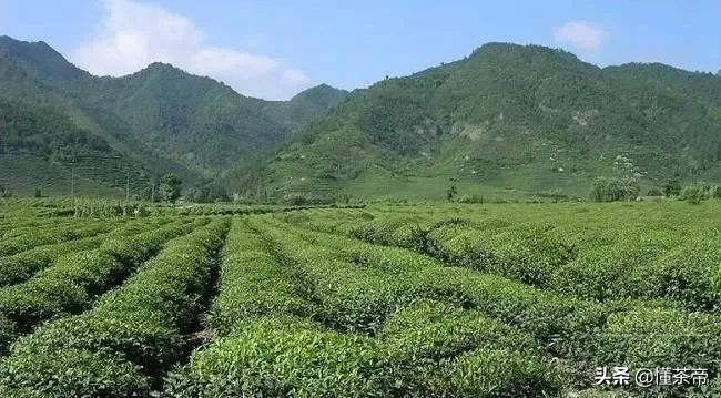 闭眼入的绿茶品牌，照这个买就对了（下）