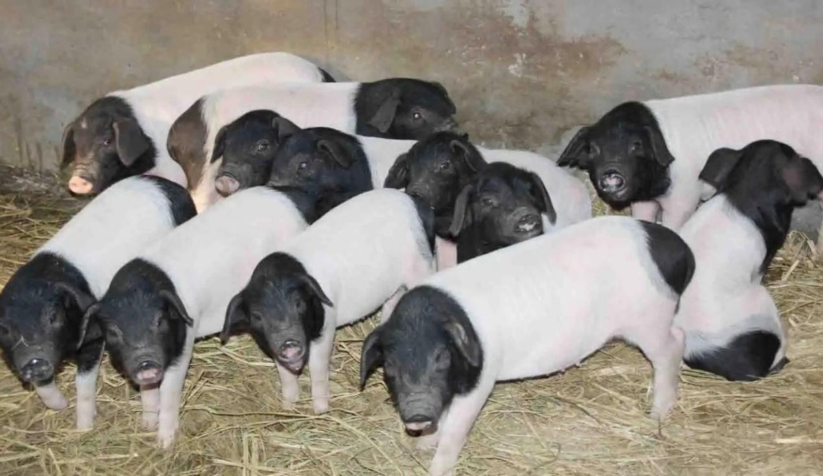 黑猪肉产地哪里最好,全球公认最好吃的猪肉排名