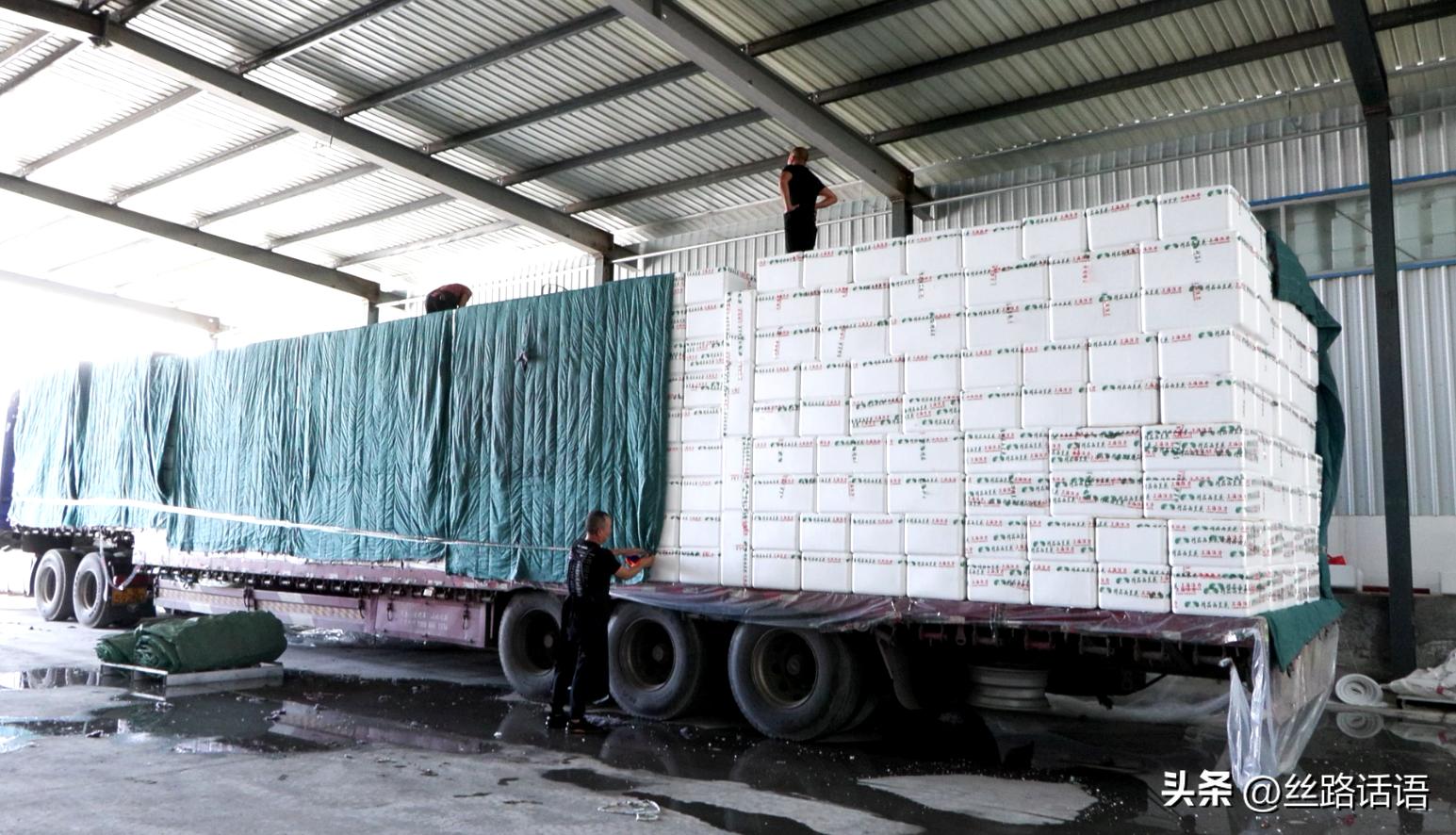 三抓三促春季造林,三抓三促七里河