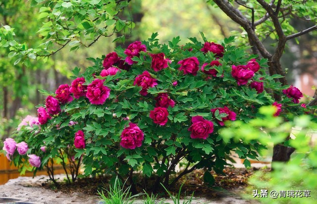 在家养棵发财树寓意着日进斗金,家里养哪些树越老越值钱