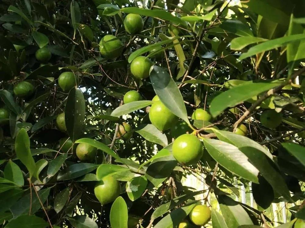 儿时野山竹,小时候的野山竹