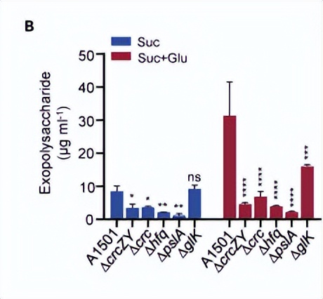 绿脓杆菌如何培养,绿脓杆菌做什么项目培养
