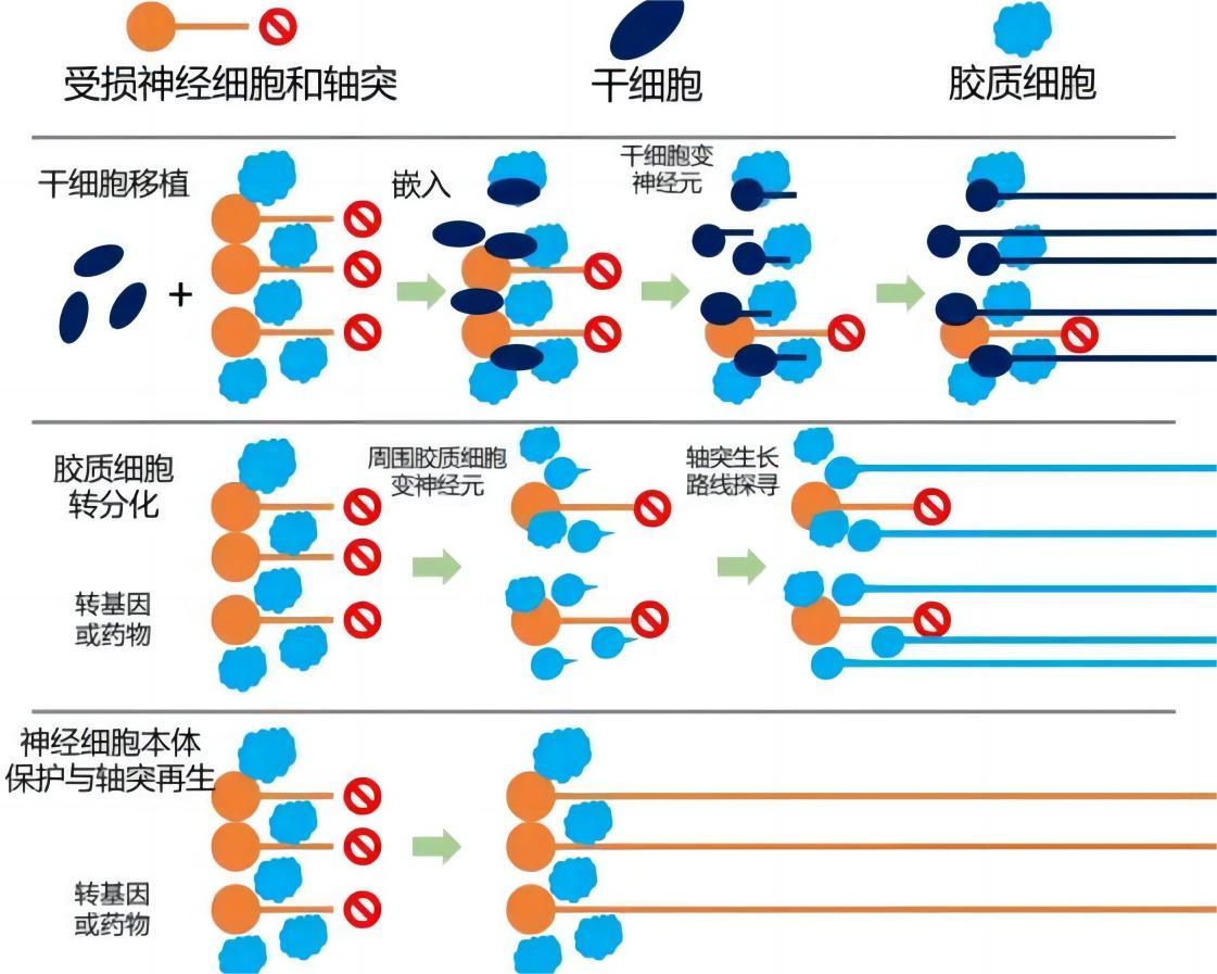 人类大脑内存相当于多少g,人类大脑记忆容量