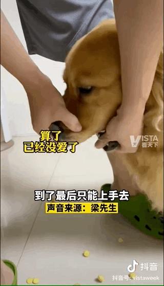 金毛嘴巴一直流白泡沫怎么办,金毛口水泡沫太多了什么原因