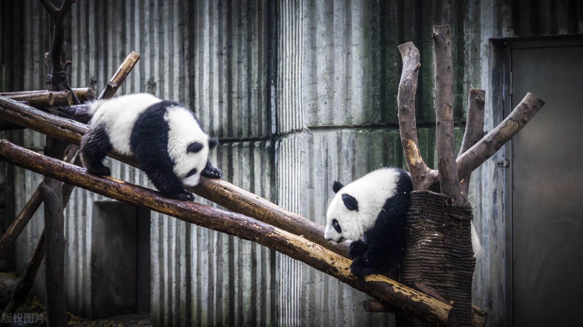 成都必去的五个景点,成都最值得去的三个景点