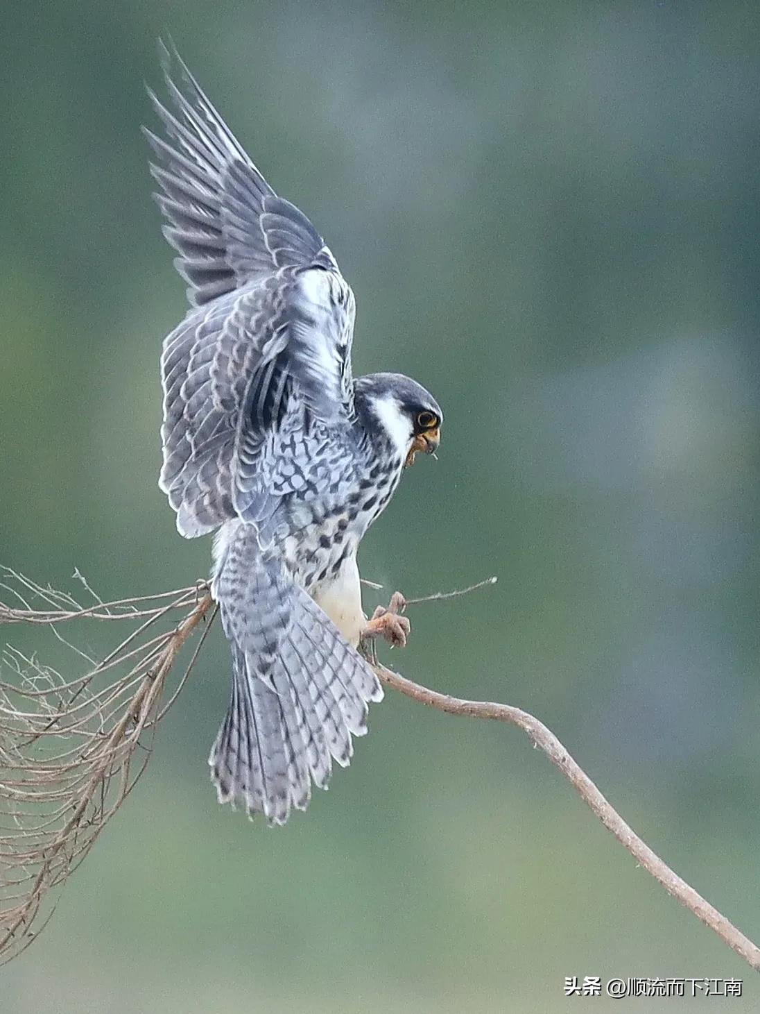 红脚隼叫声,红脚隼