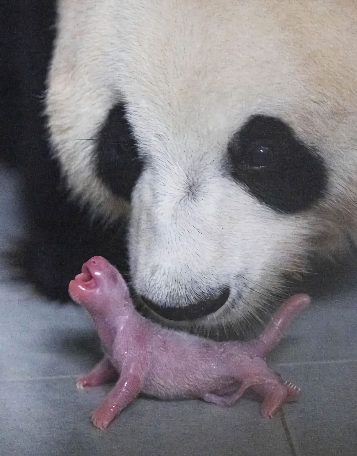 熊猫为什么那么少被老虎狮子吃,为什么老虎和狮子不敢吃掉熊猫