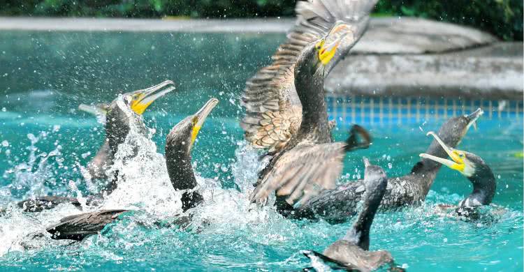 广州长隆熊猫酒店蝴蝶谷,广州长隆熊猫主题酒店五一