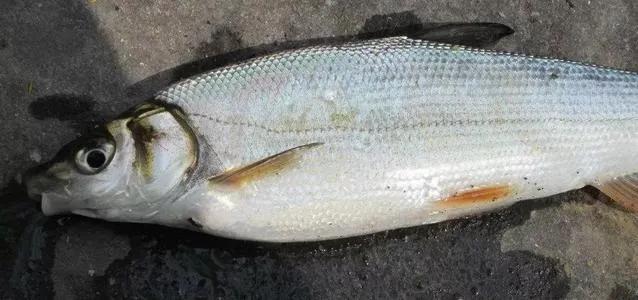 打鱼，那曾经的往事