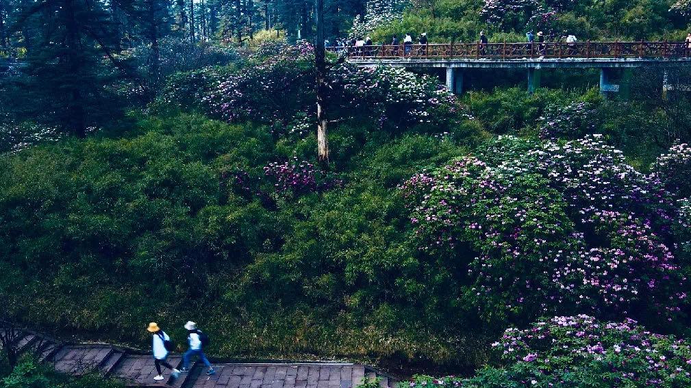 洪雅避暑哪里最好玩,洪雅避暑景点推荐