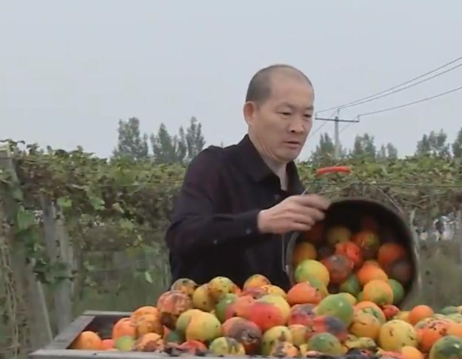 山东大叔种植奇怪果子,东北大叔种植奇怪果子