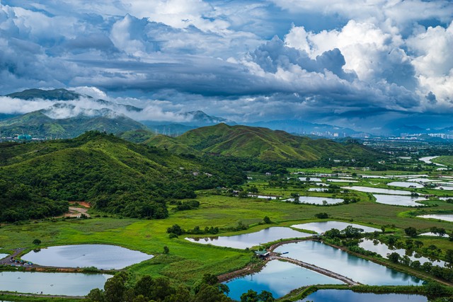 宁夏百年老枸杞,宁夏红枸杞美景