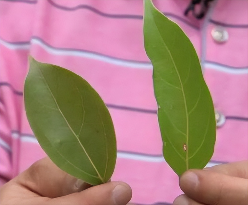 浙江小伙在家种树一斤树叶卖2万,浙江大叔种树赚大钱